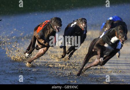 hove greyhound results today.